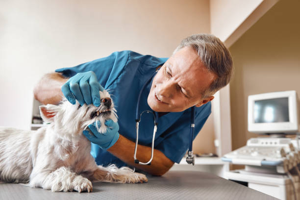 Best Emergency Denture Repair in Bay Minette, AL